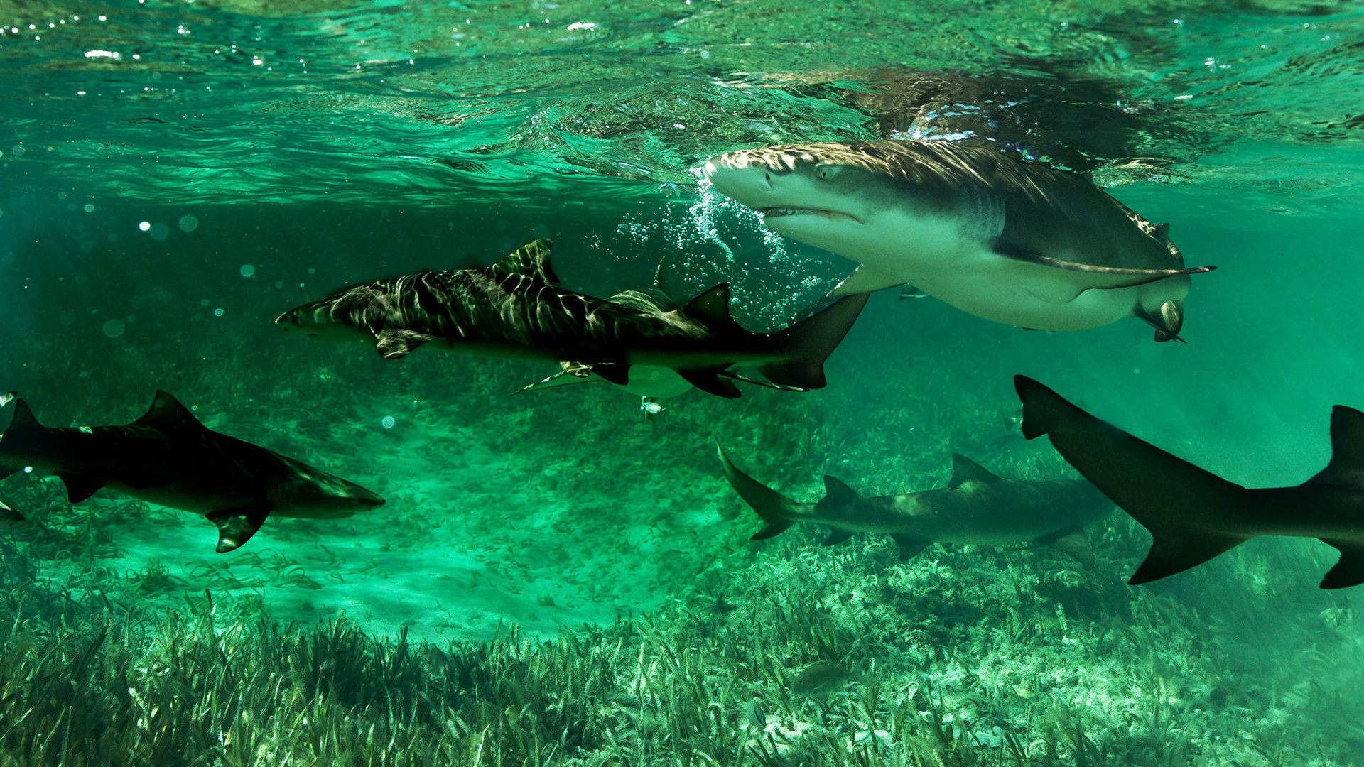 Shark Gangs's poster