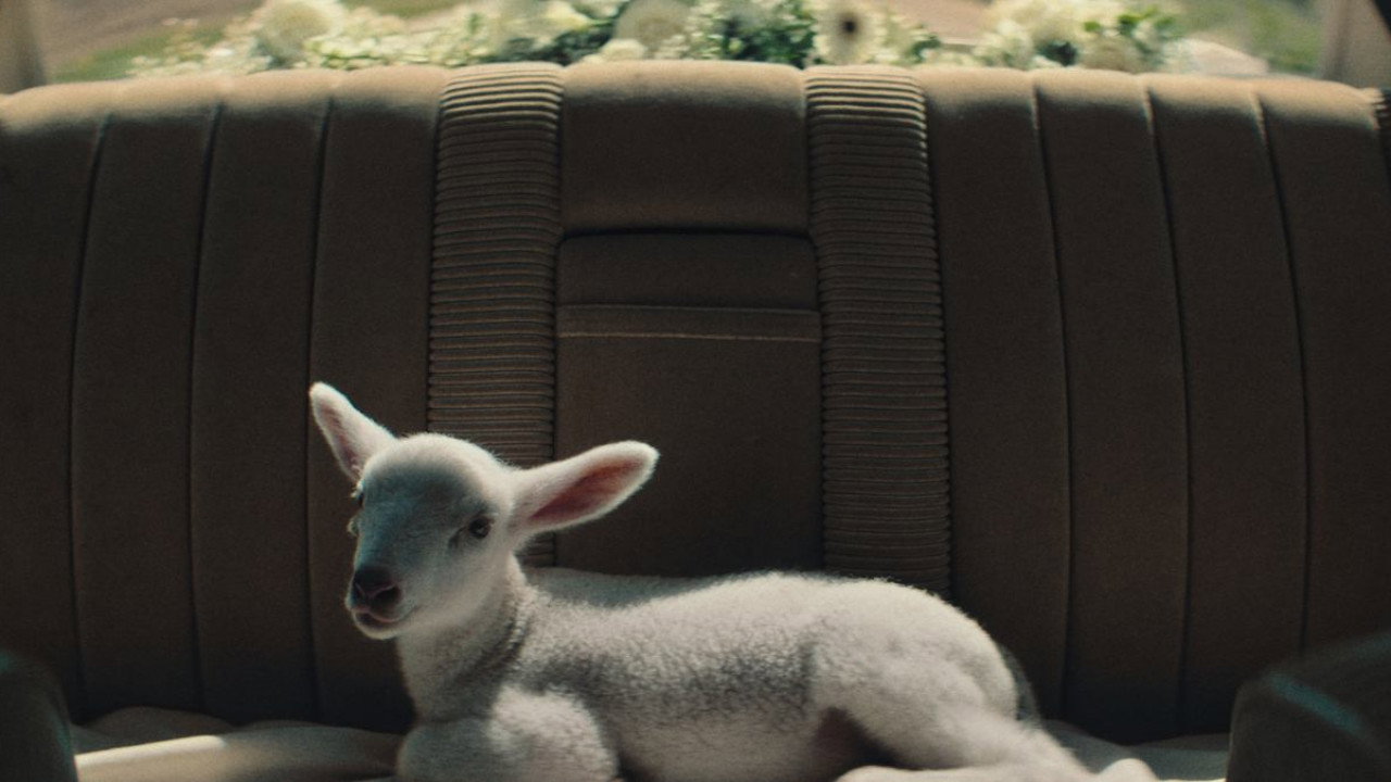 Stray Sheep's poster