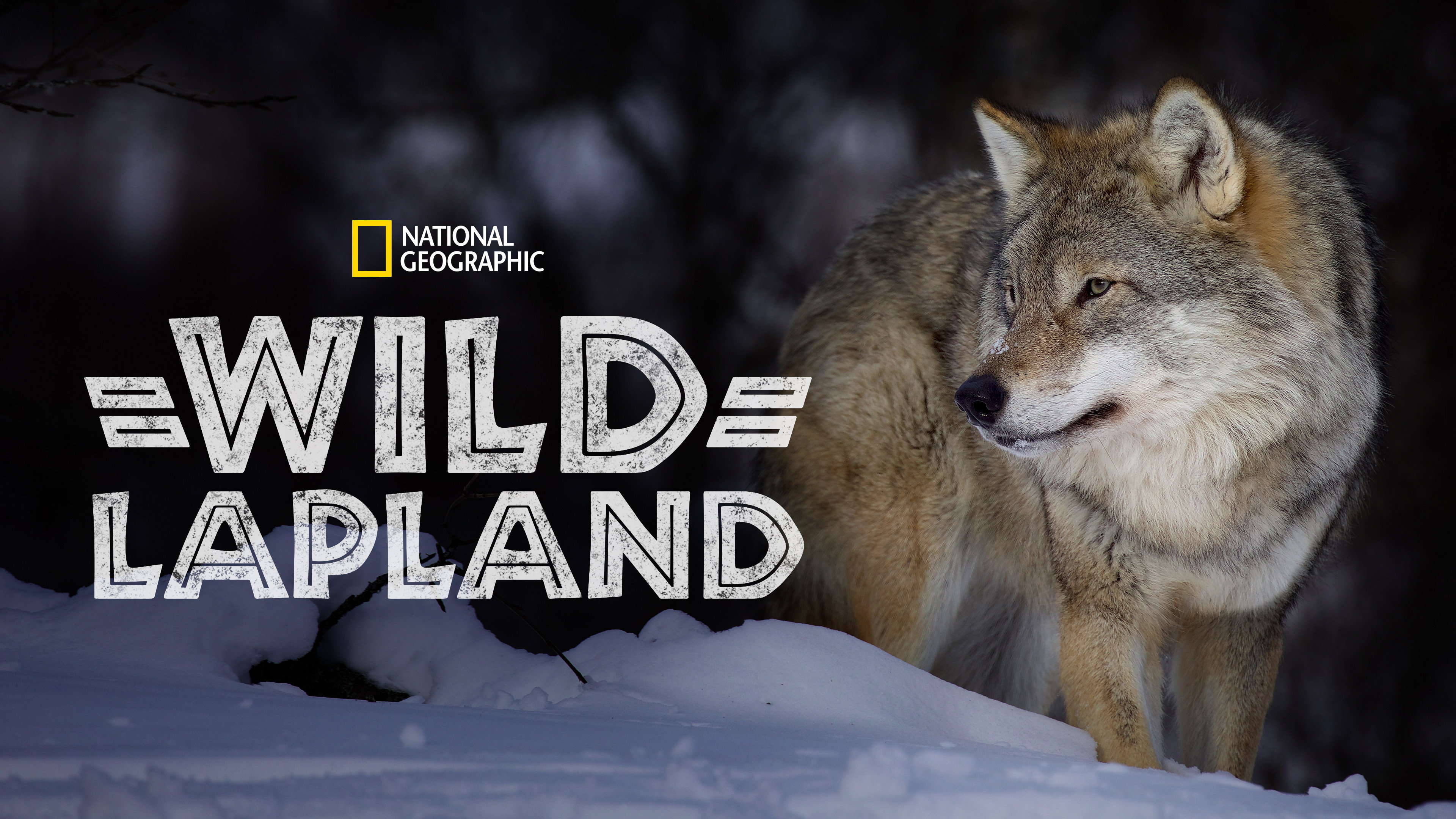 Wild Lapland's poster