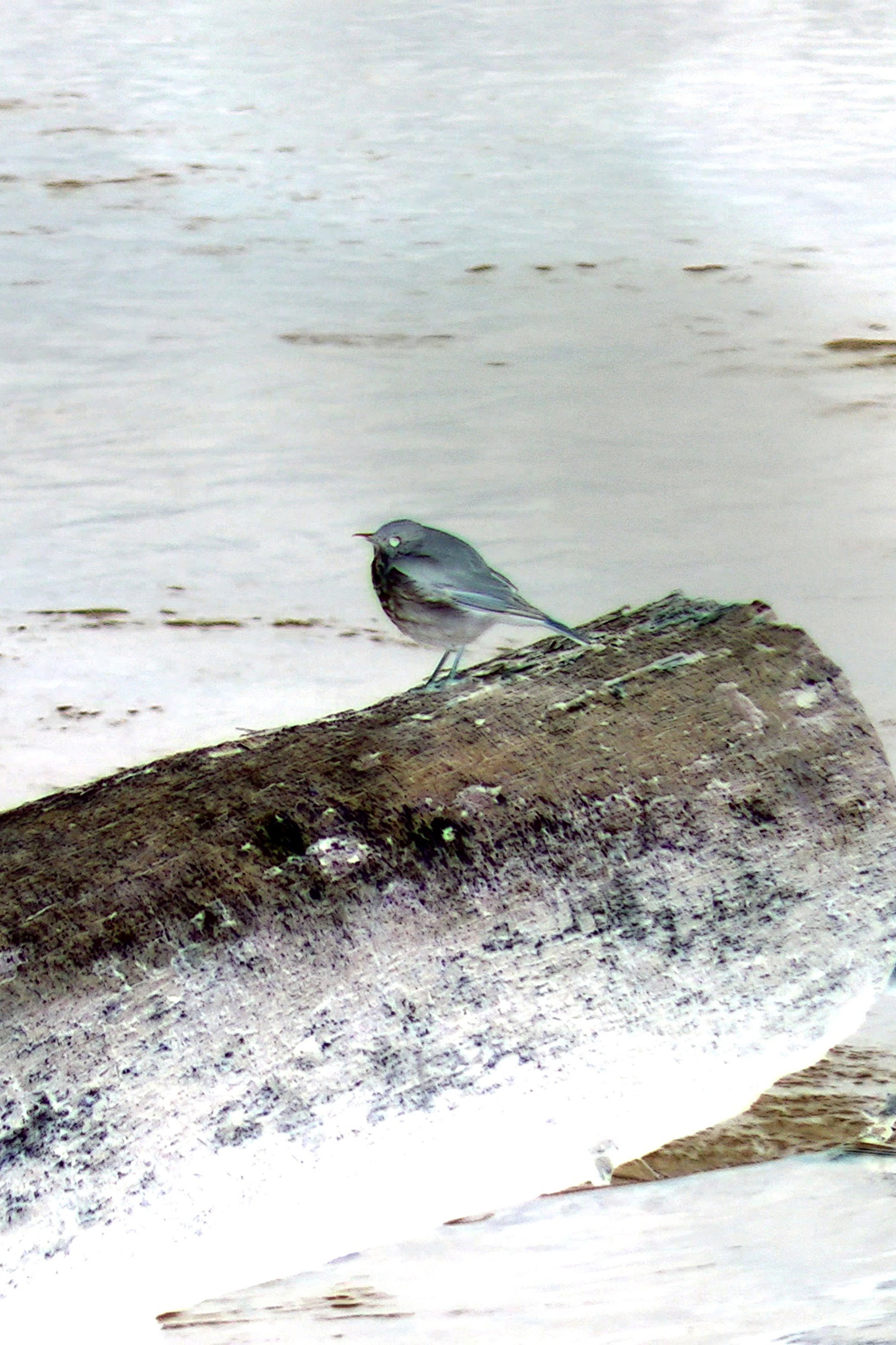 Hermit Thrush's poster
