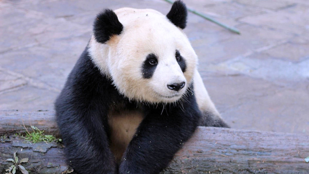 Wild About Pandas's poster
