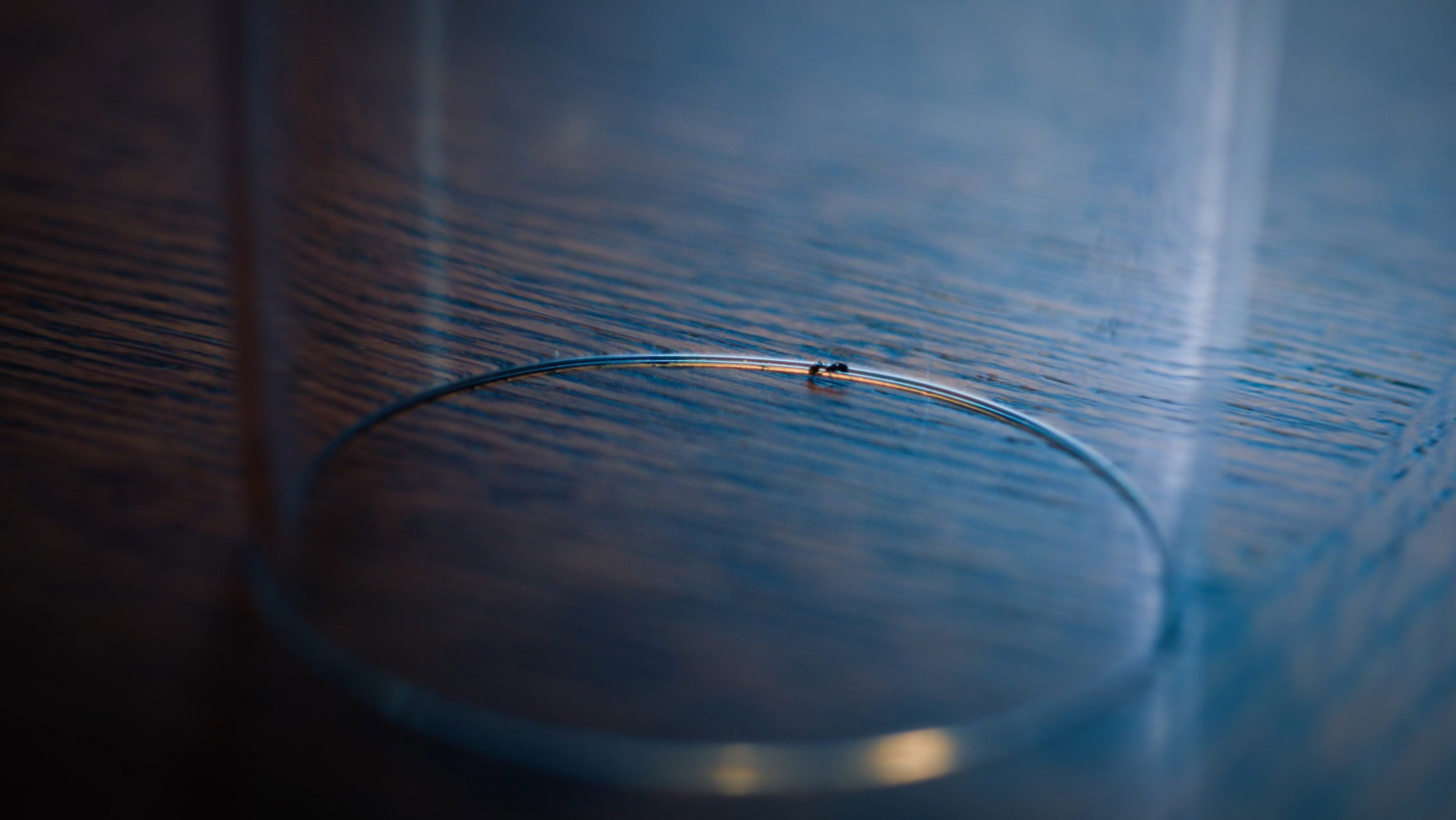 The Ant's poster