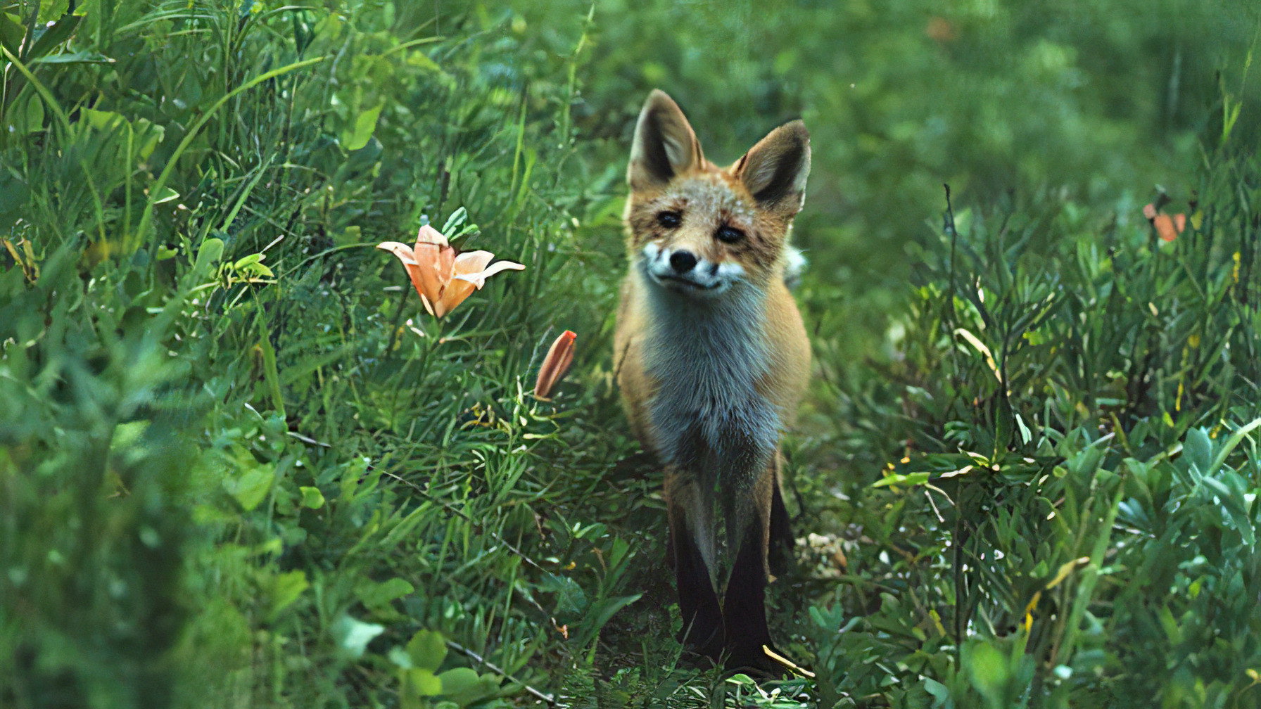 The Glacier Fox's poster