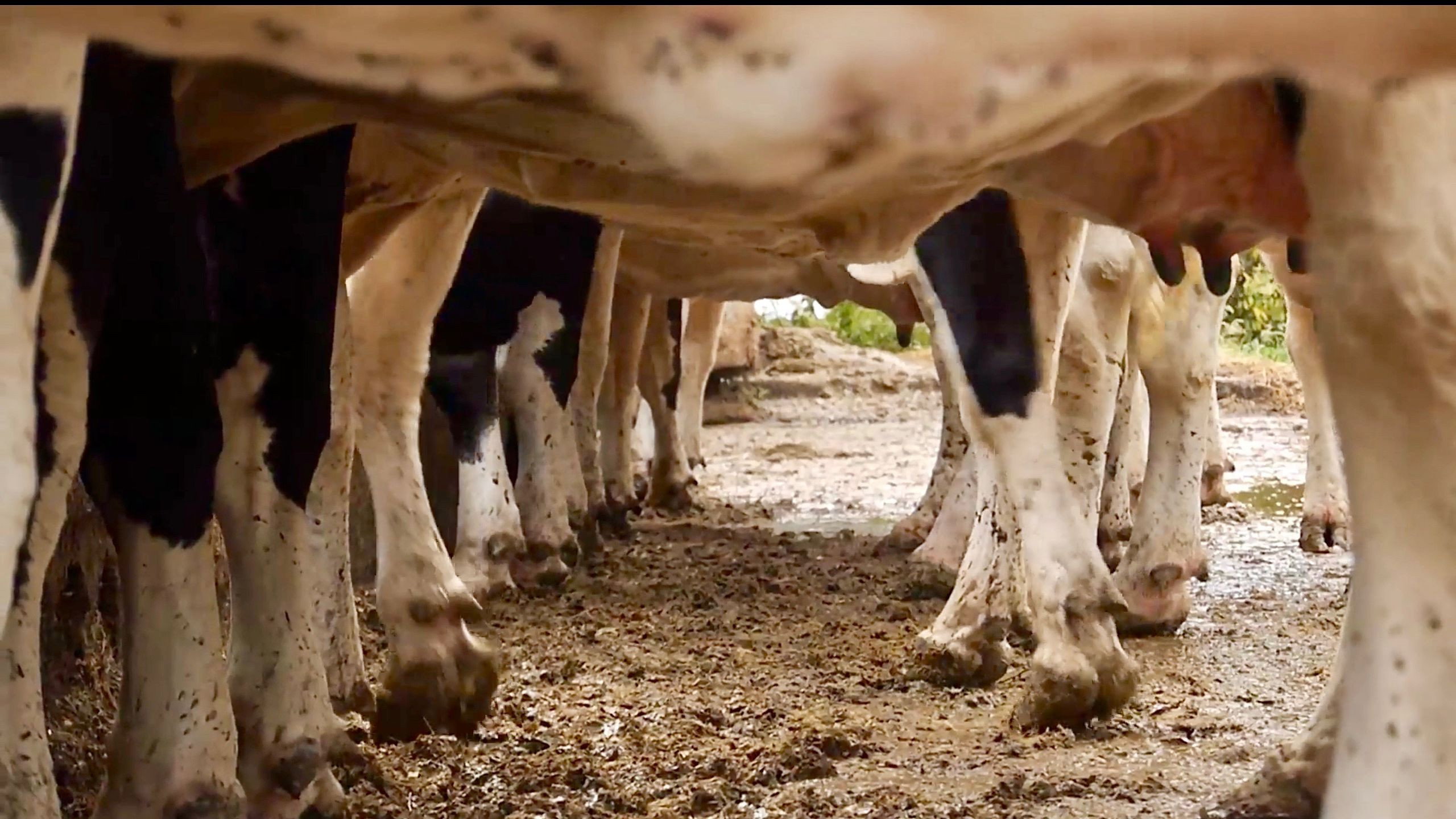 Cows With No Name's poster