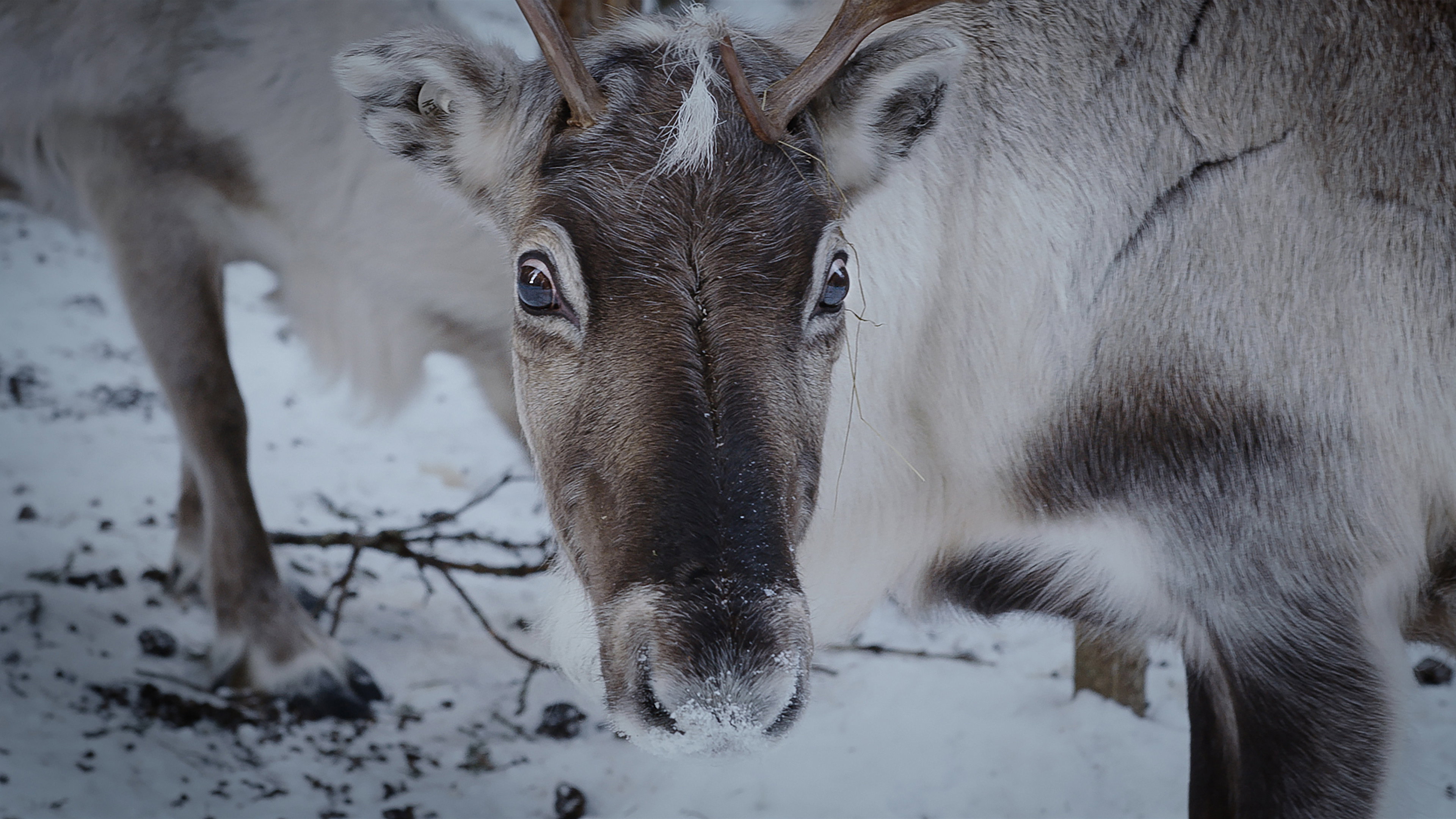 Sámi vs. Sámi's poster