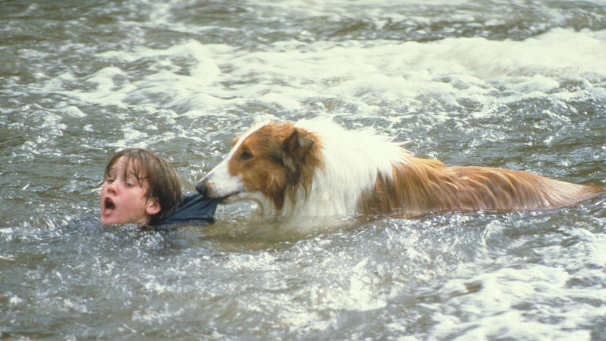 Lassie's poster