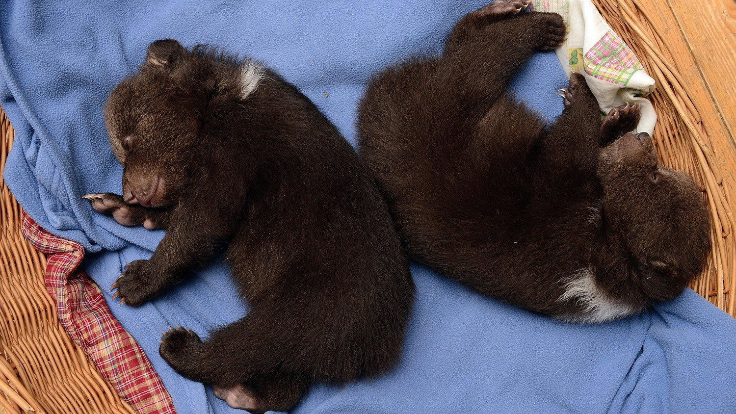 Méďové's poster
