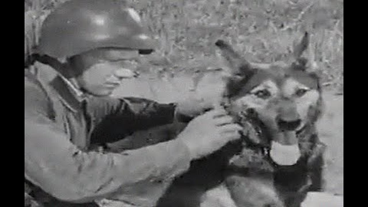 Dog in war's poster