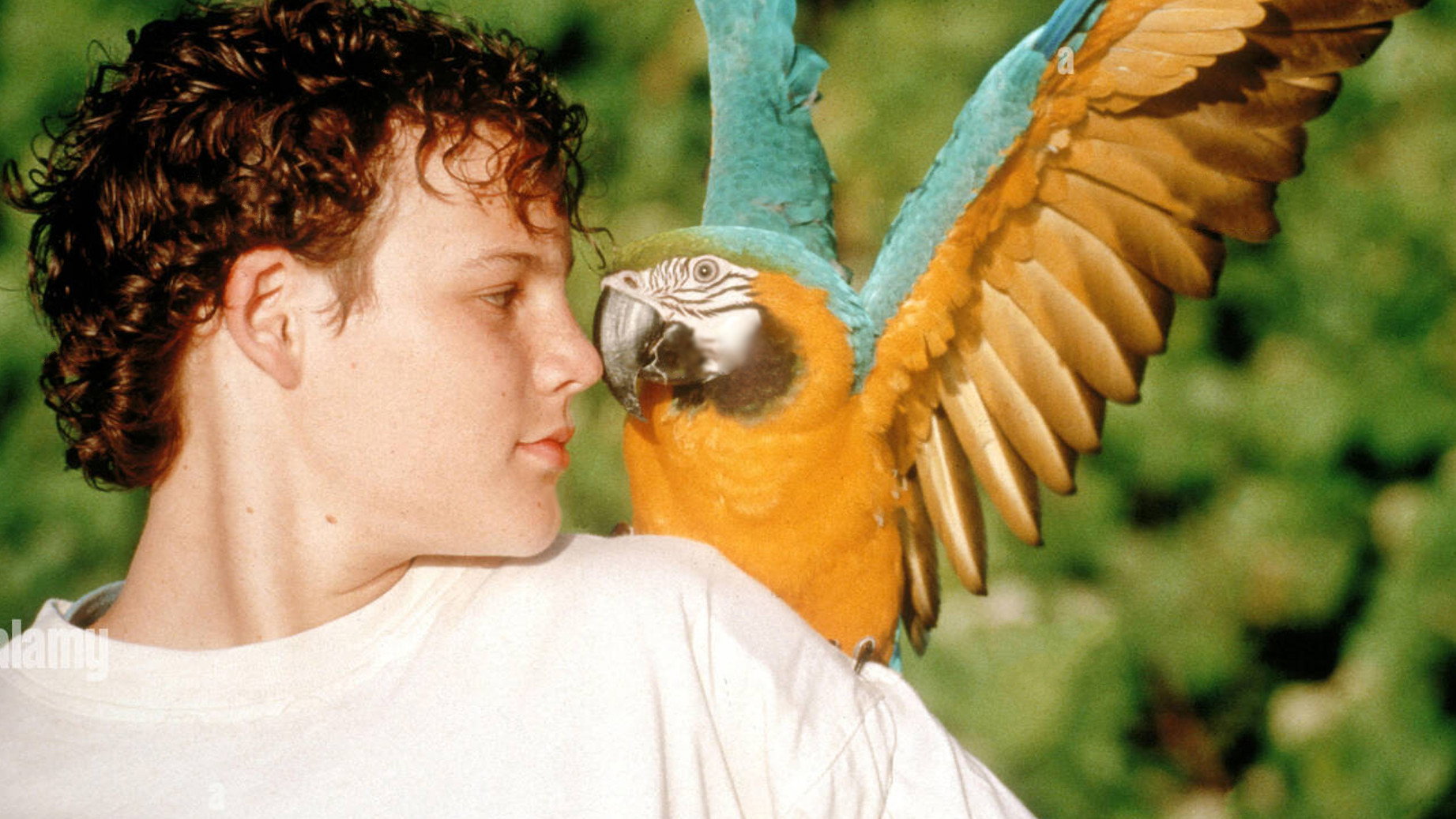 The Real Macaw's poster