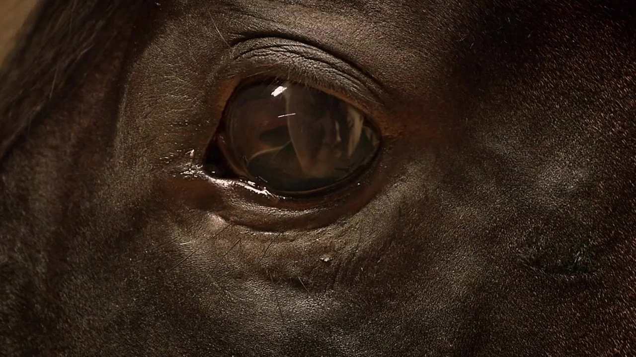Orphan Horse's poster