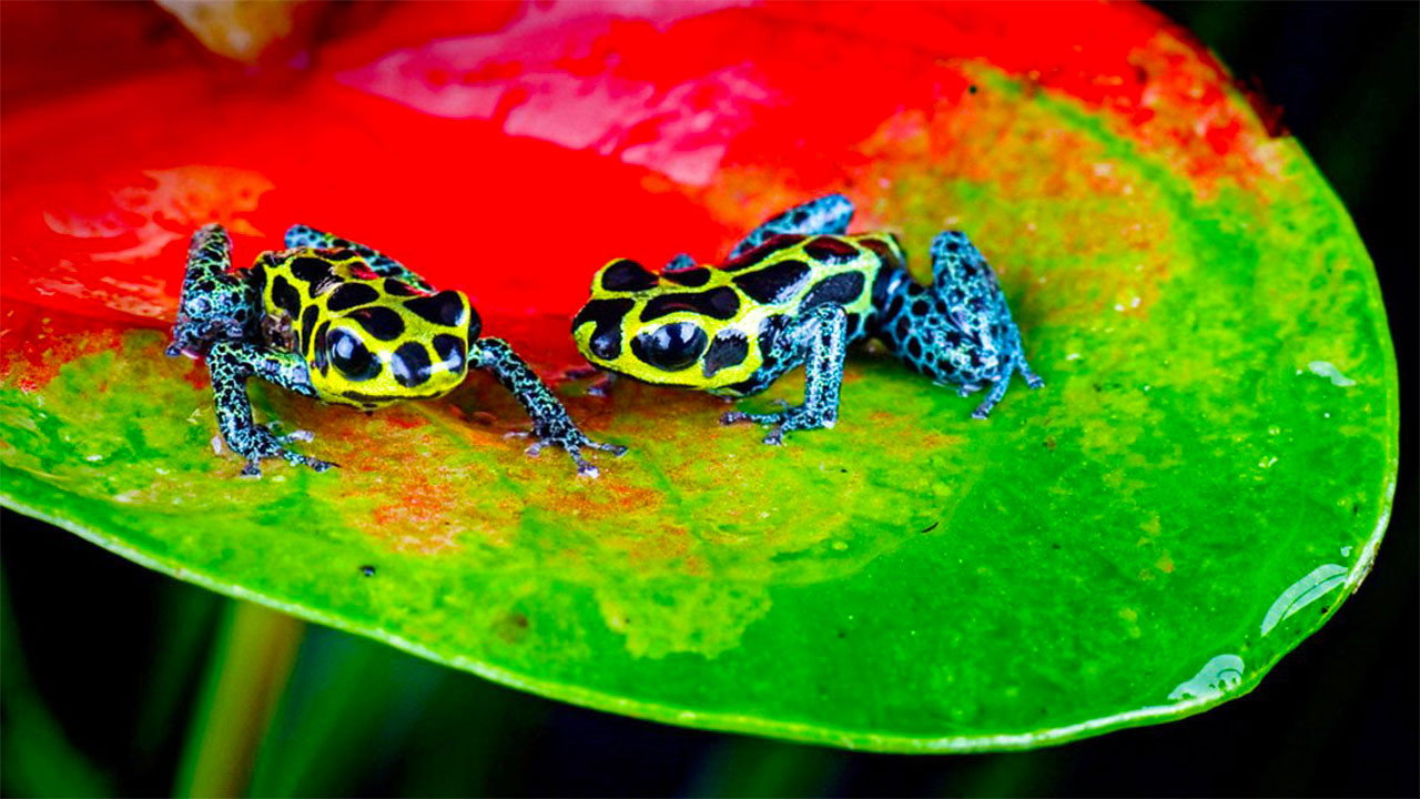 Nature's Microworlds's poster