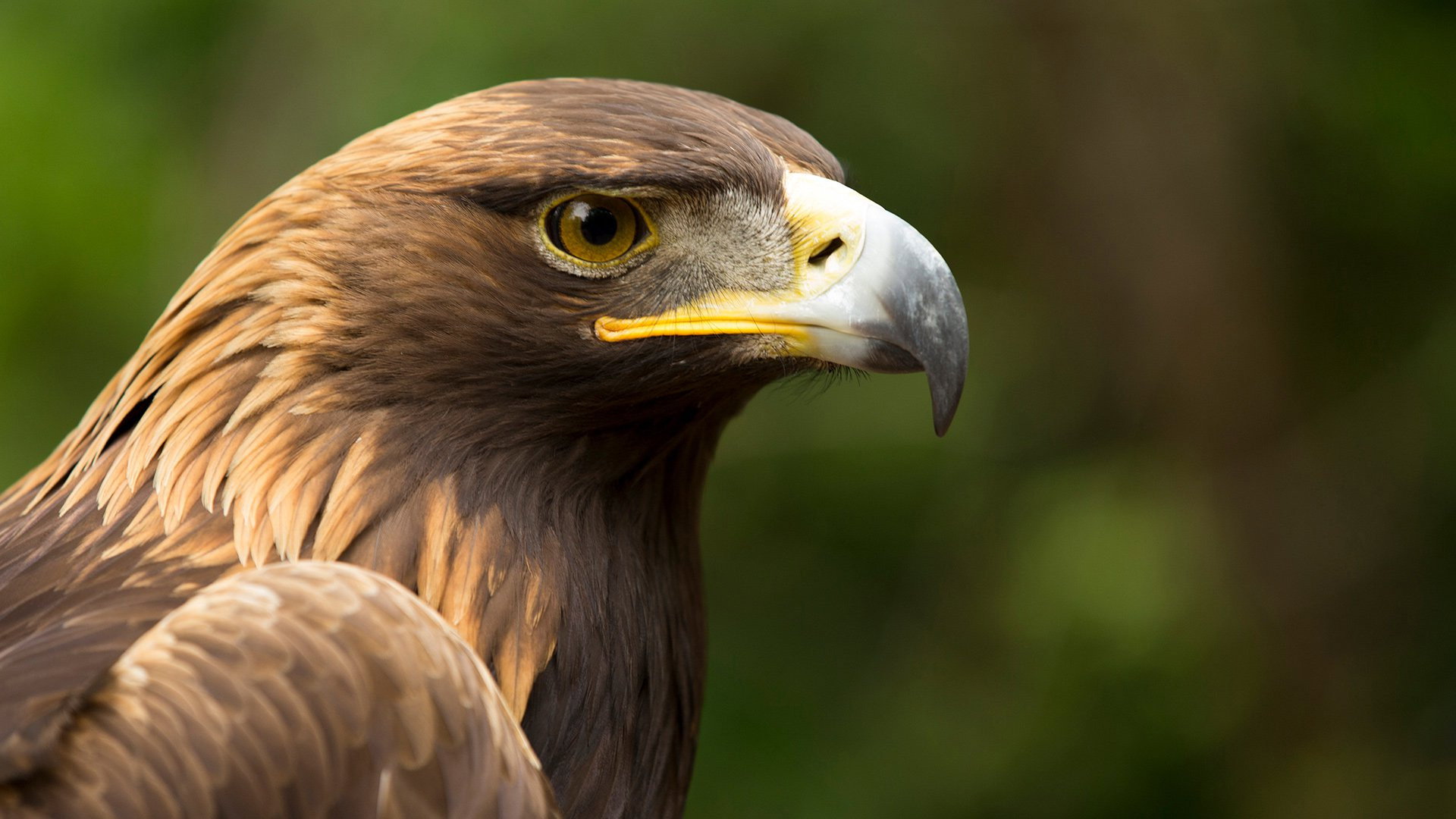 Eagle Power's poster