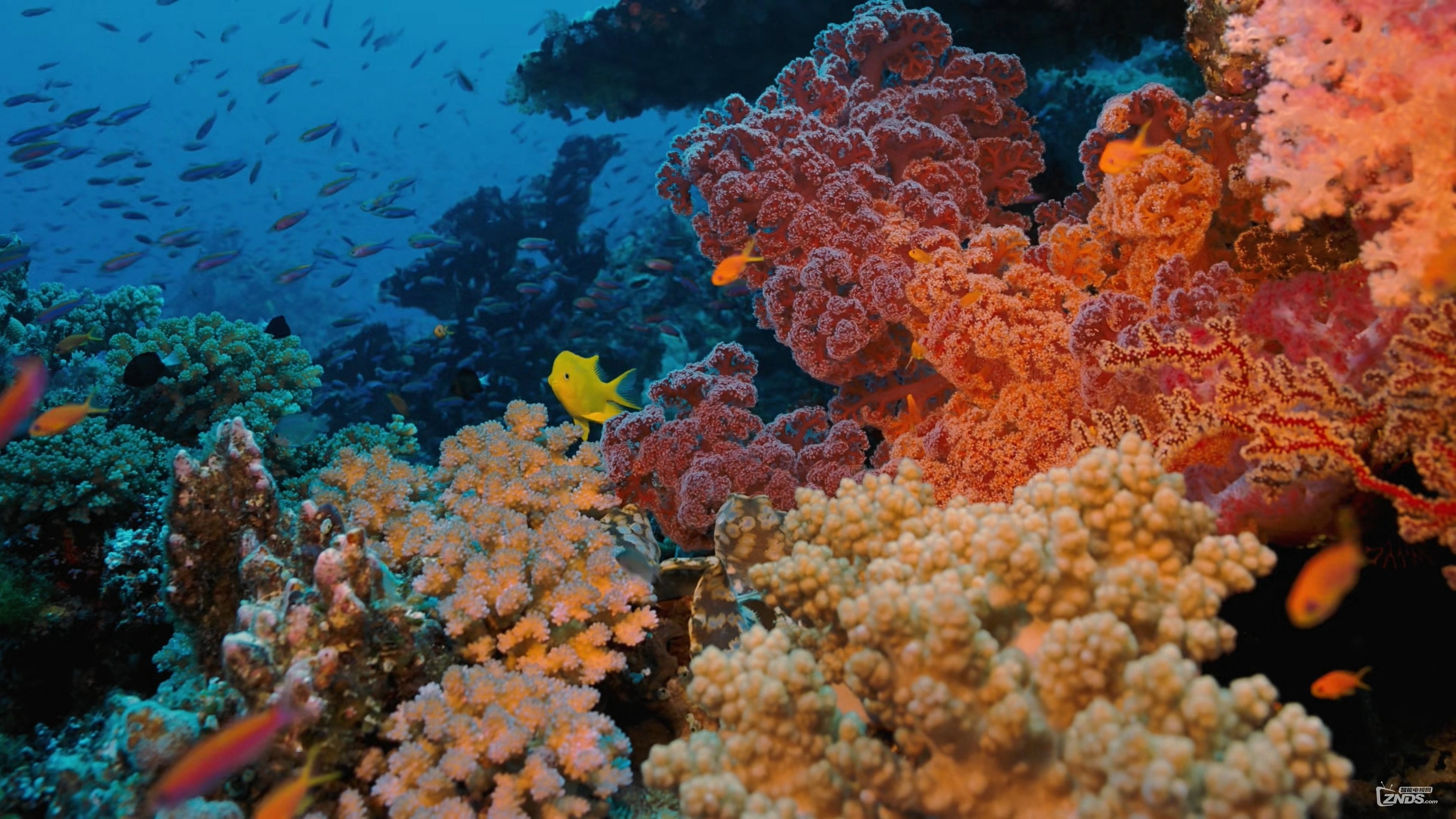 Coral Reef Adventure's poster
