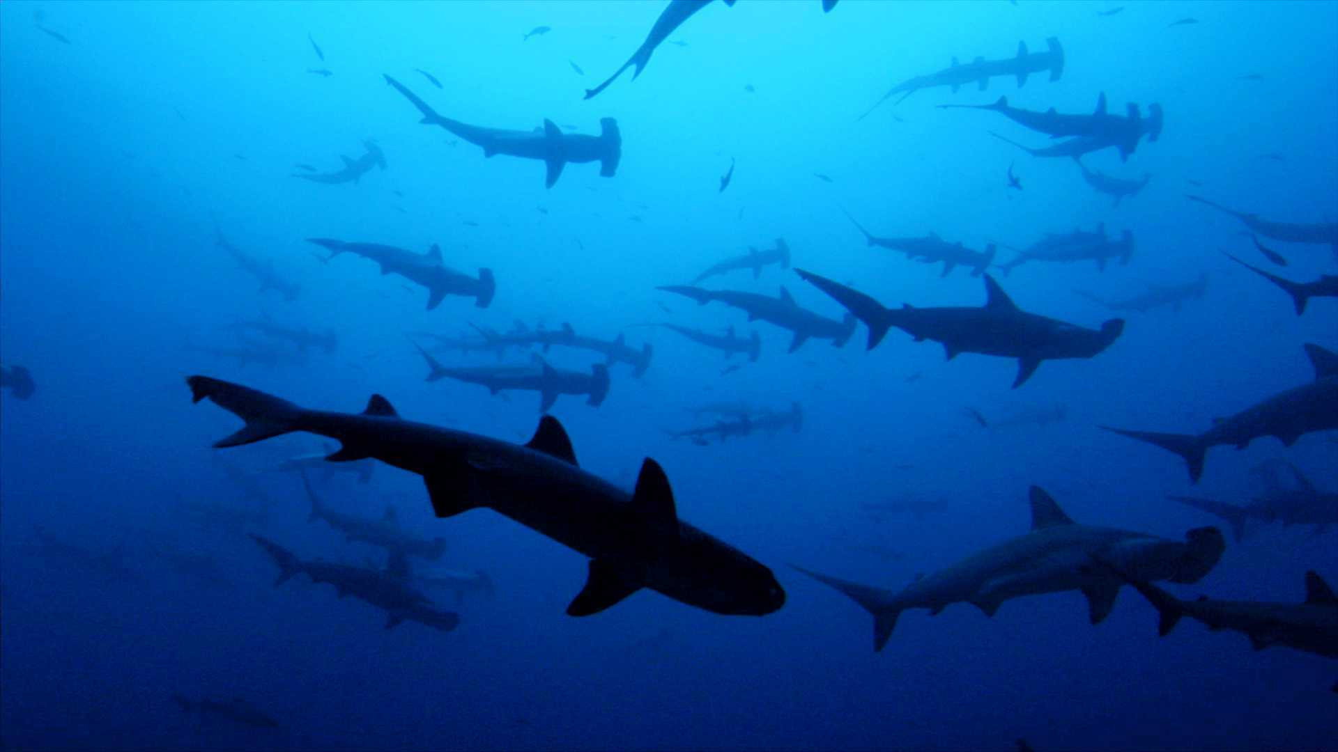 Sharkwater's poster