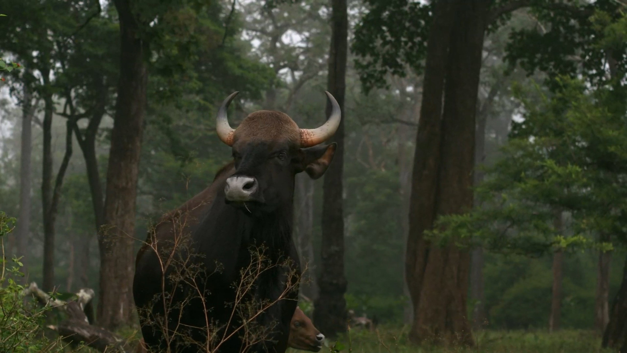 Wild Karnataka's poster