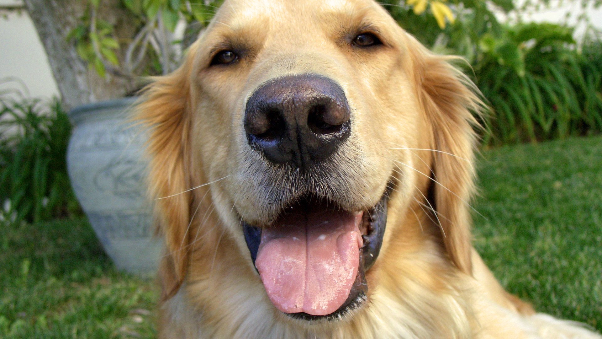 And Man Created Dog's poster