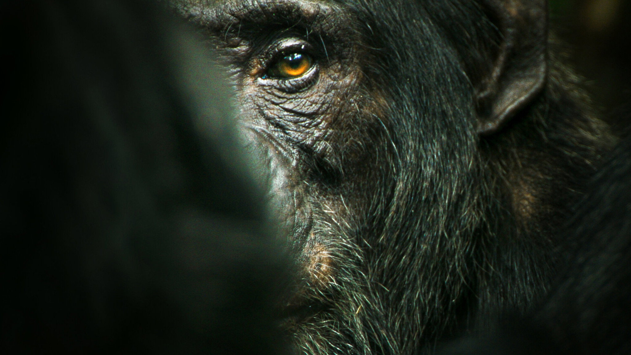 Chimp Empire's poster