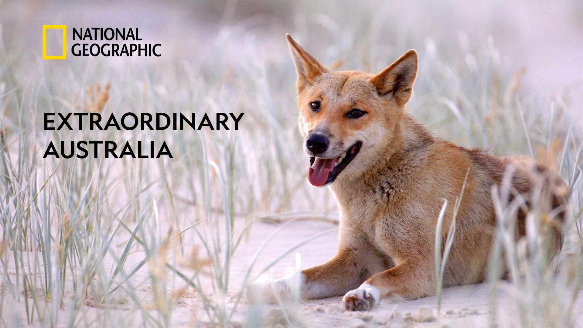 Extraordinary Australia's poster