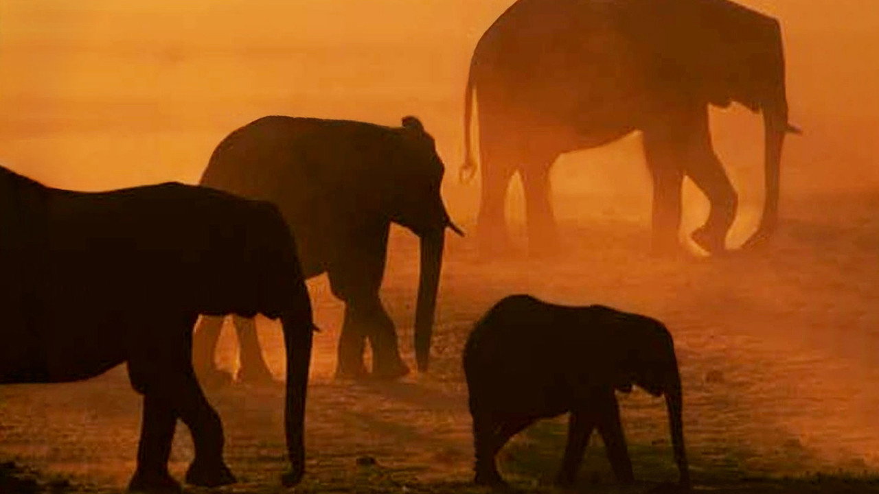 Disneynature: Migration's poster