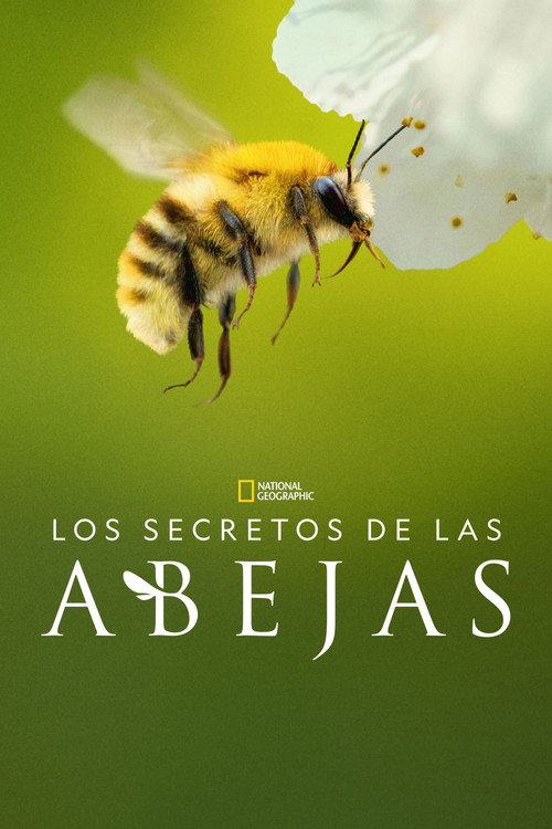 Los secretos de las abejas