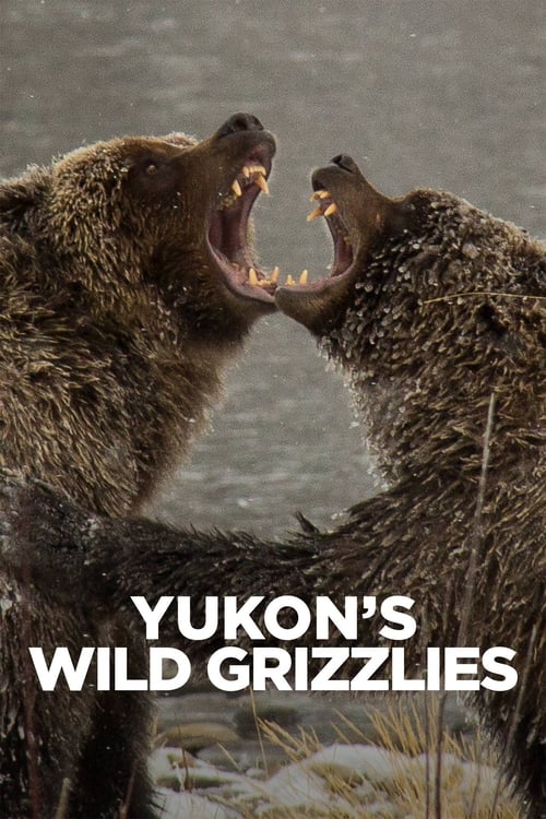 |EN| Yukons Wild Grizzlies