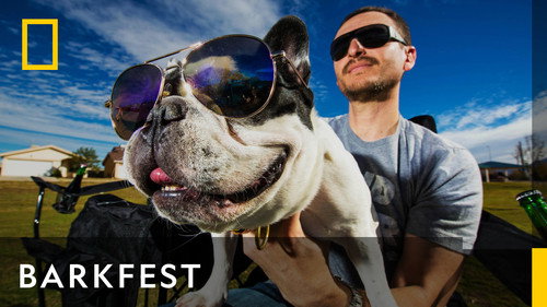 BarkFest - Season 1 Backdrop Blur