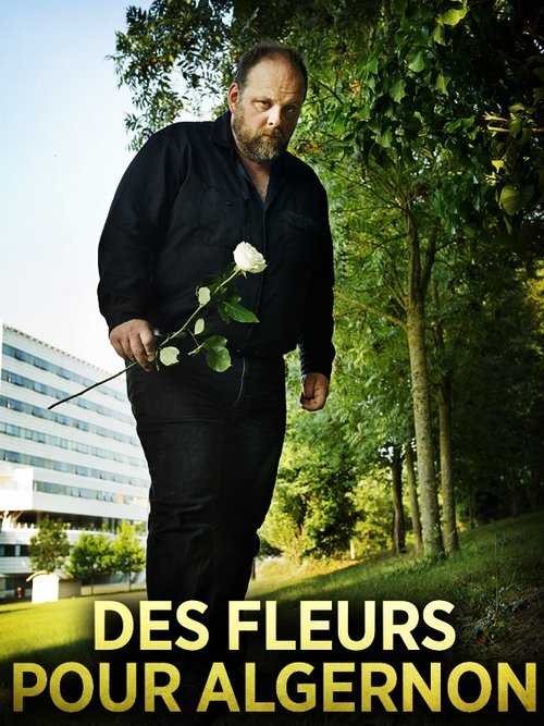 Des fleurs pour Algernon 2014