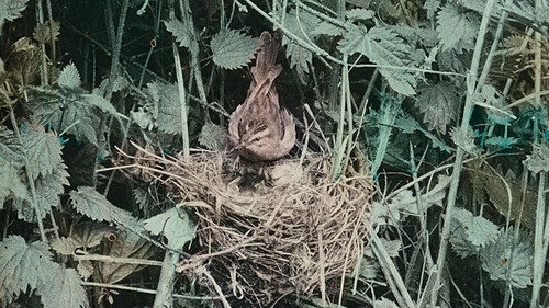 Wild Birds in Their Haunts