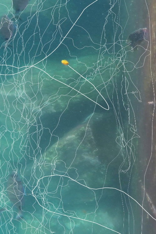 MOVIMENTO. DIM∑NSÃO. IMPACTO