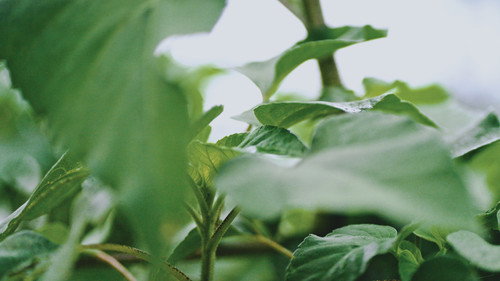 Grow a Better Dallas