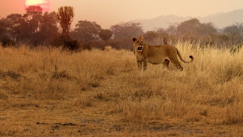Lion Kingdom