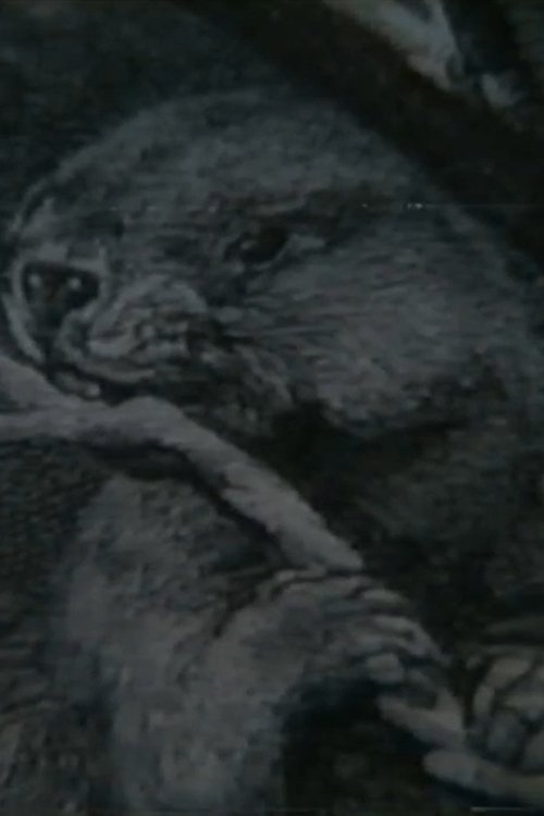 Beaver Report