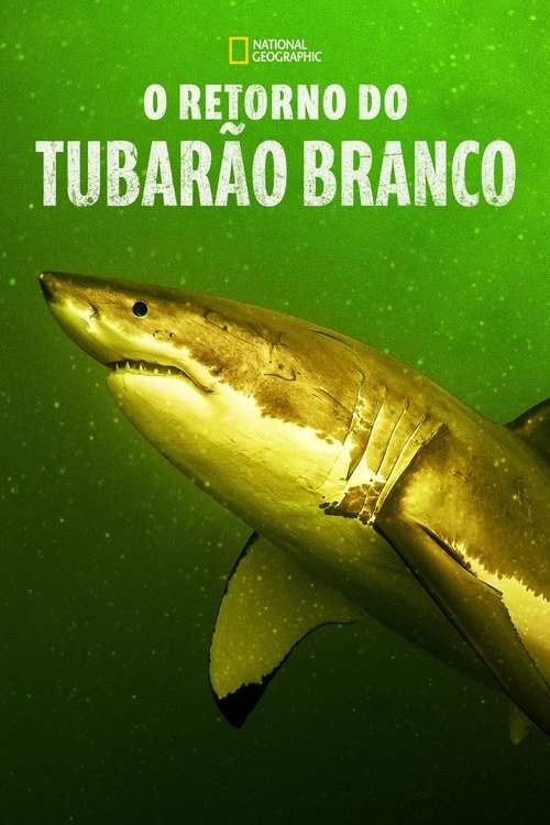 O Retorno do Tubarão Branco