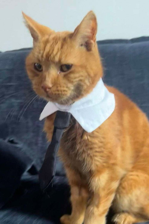 Foto de Mr Toby Bimscims