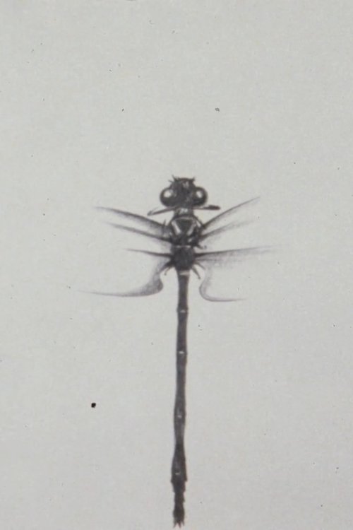 Dragonfly 1988