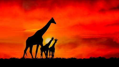 backdrop Giraffe: African Giant