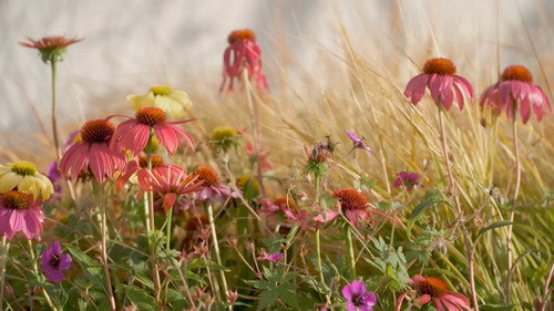 Iyanla: Fix My Life S37E03 backdrop