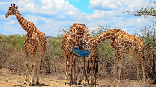 A Arca das Girafas