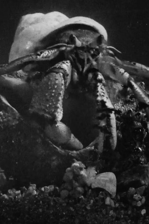 Official poster of Hermit crab (1929) - Documentary