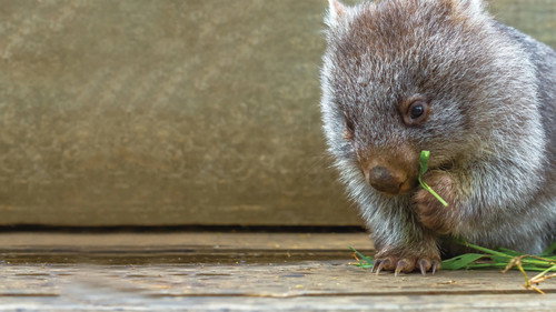 Escena 6 de La Vida Secreta de los Wombat
