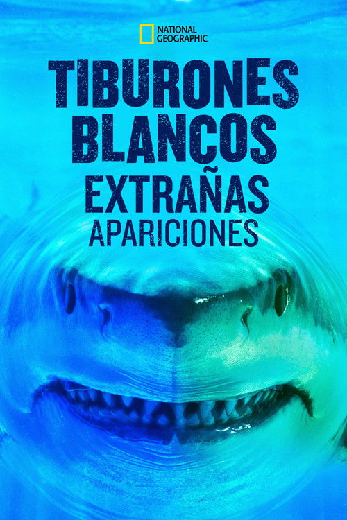 World's Biggest Great White? poster