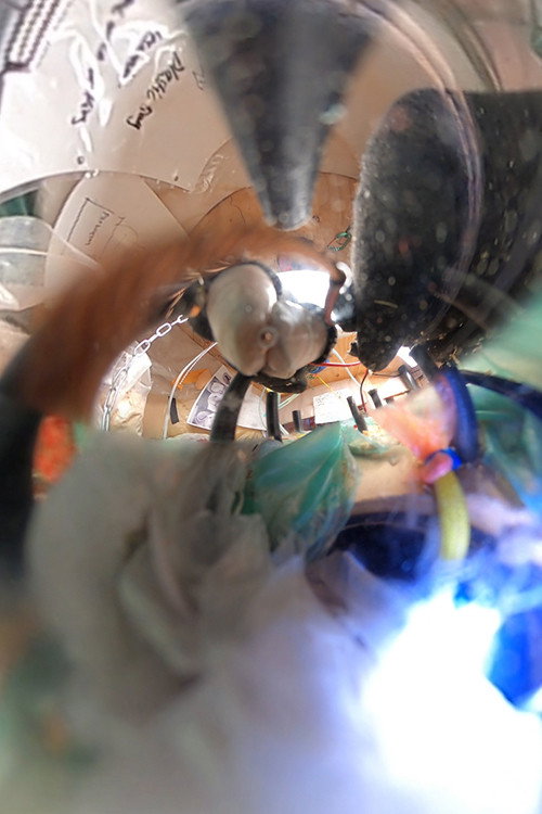 Engine Complex: Bridge/Seed