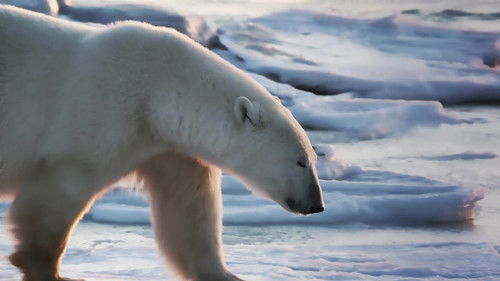 Strategies For Survival