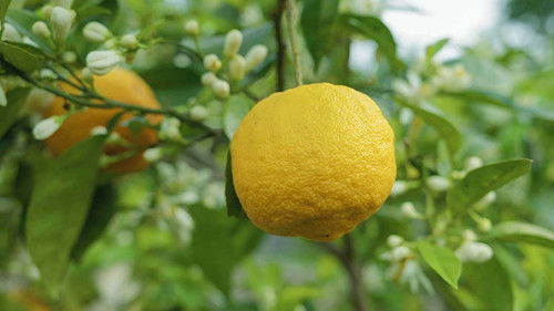 Jaquette Un monde d'agrumes