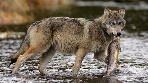 Les loups pêcheurs du Canada Backdrop Blur