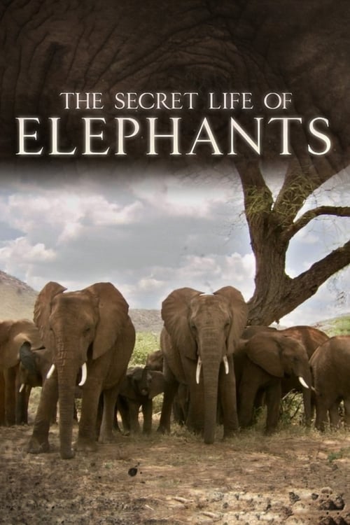 Where to stream The Secret Life of Elephants Season 1