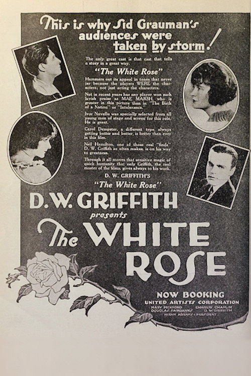 La rosa bianca poster