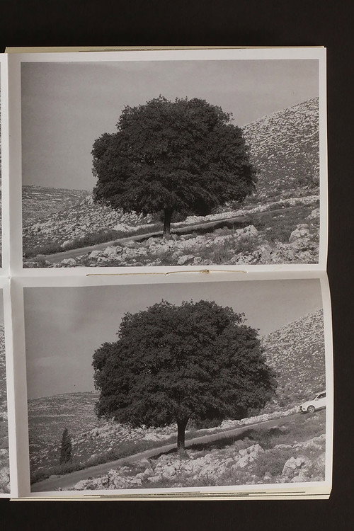 Wild Plants of Palestine still 1