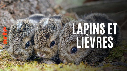 Lapins et lièvres - La Fabuleuse histoire des grandes oreilles Backdrop Blur