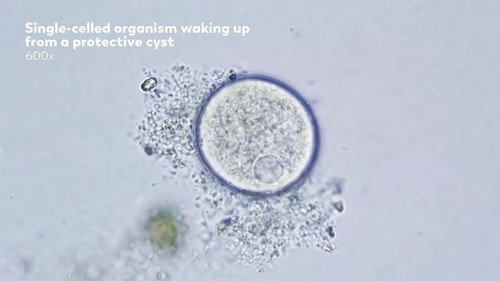 Meet the Microcosmos